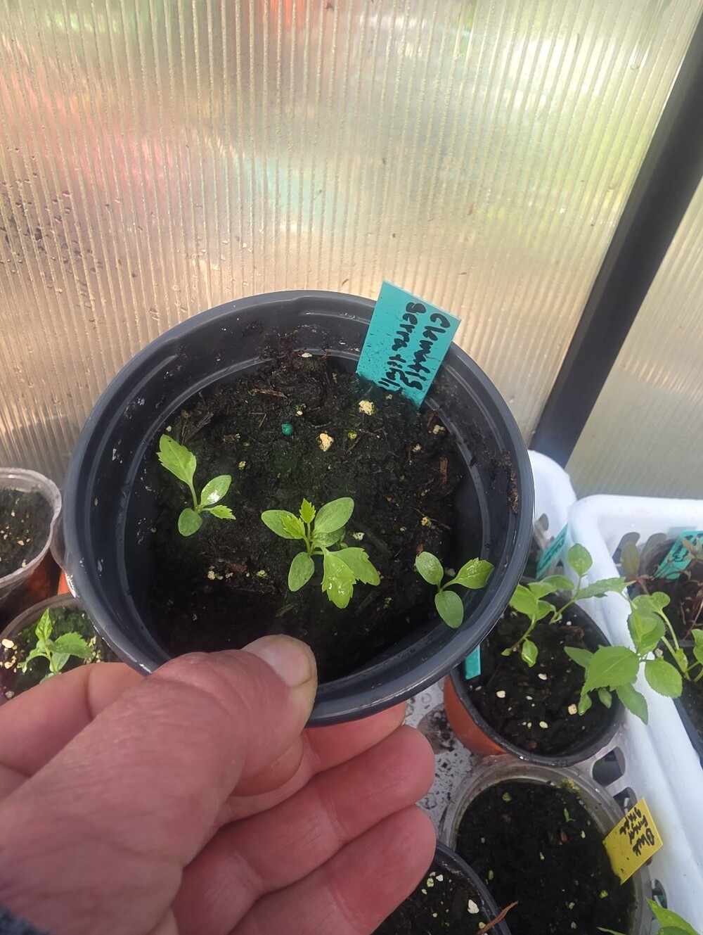 Clematis Serratifolia Plant (1 Seedling)